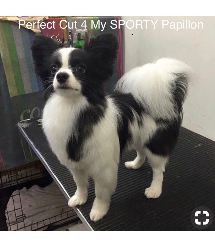 Папильон грумминг