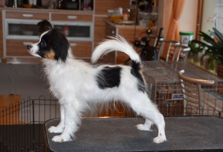 Папильон груминг