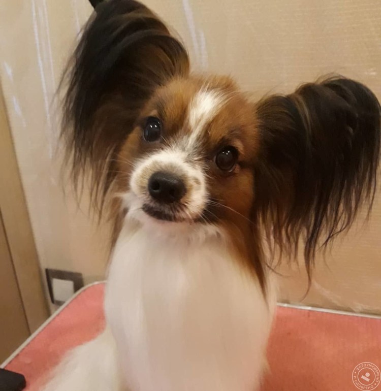 Папильон собака стрижка