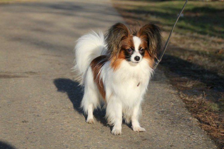 Папильон грумминг