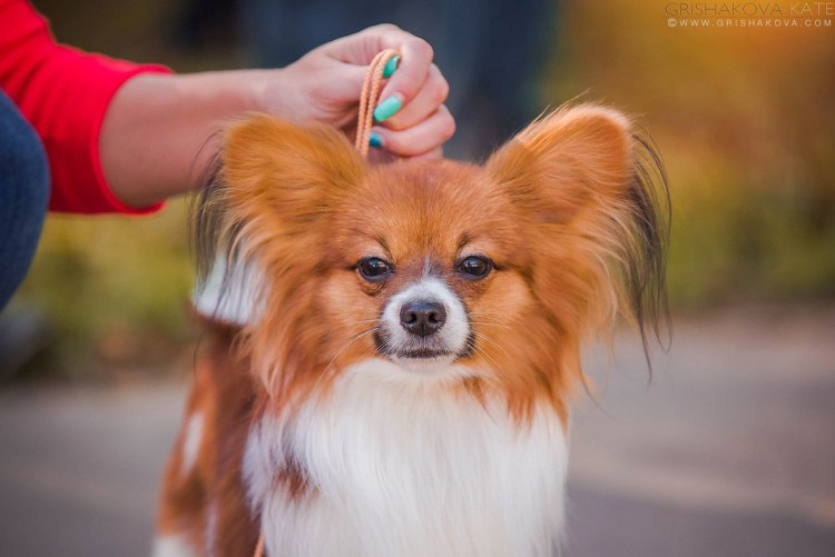 Вельш Папильон