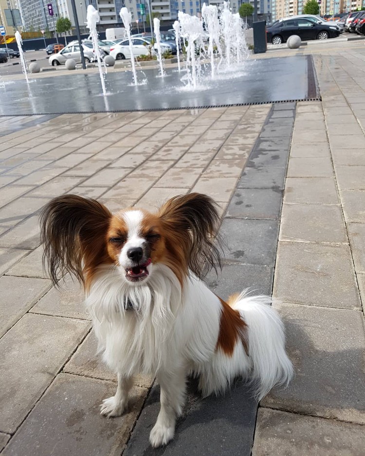 Лысый Папильон