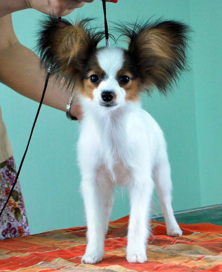 Папильон стрижка