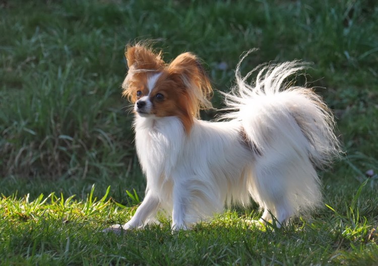 Папильон смешные