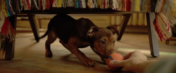 Путь домой порода собаки Белла