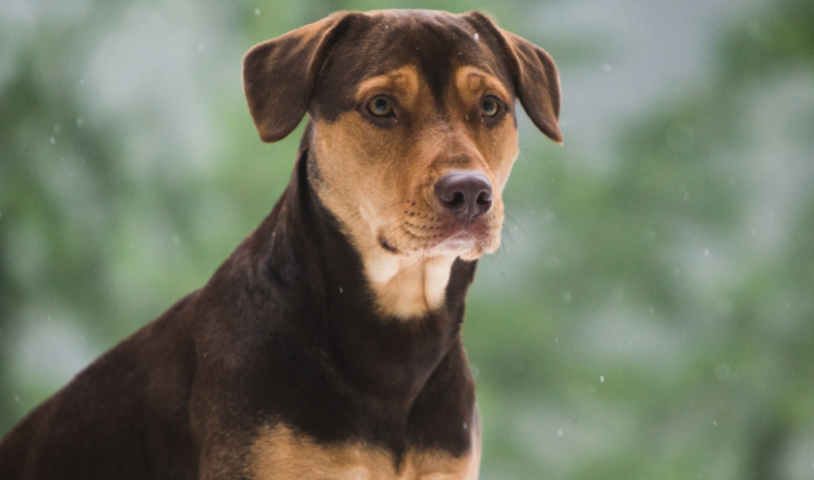 Путь домой Белла