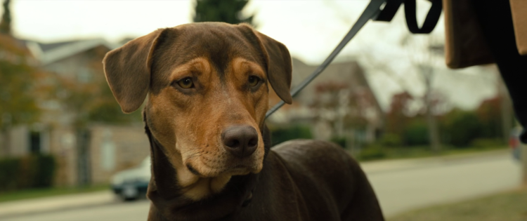 Путь домой 2019