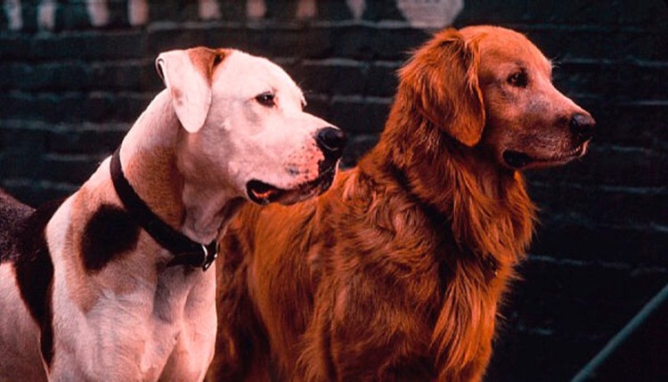 Фильм путь домой про собаку Беллу 2019