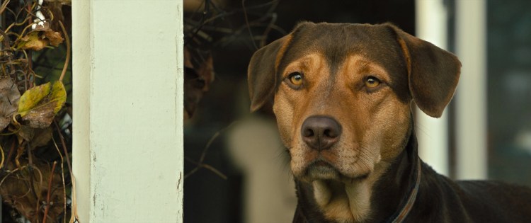 Путь домой Белла