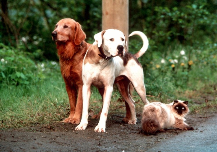 Фильм путь домой 2019 про собаку Пума