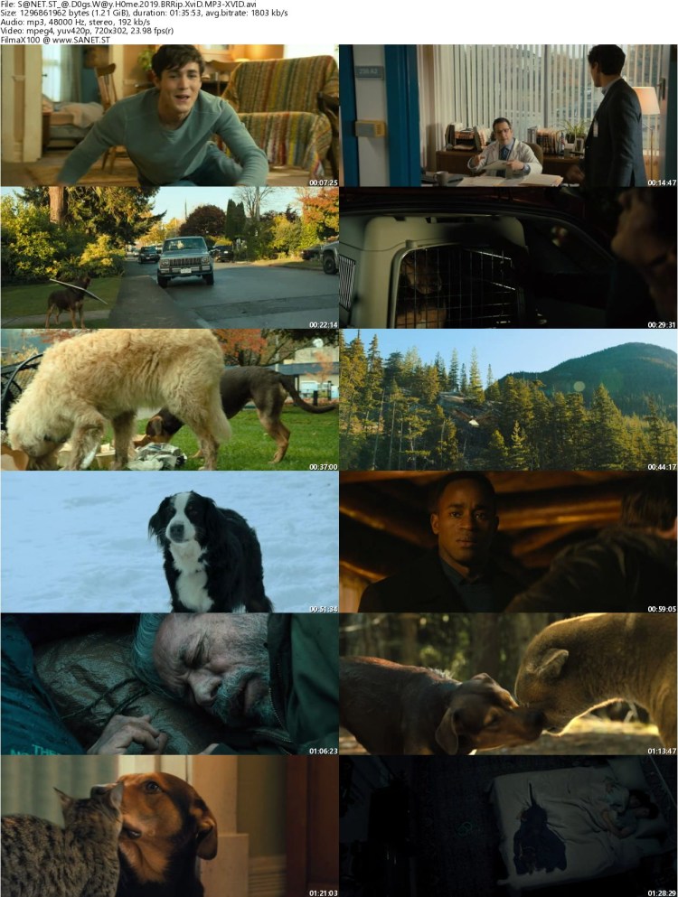 Фильм путь домой 2019 про собаку