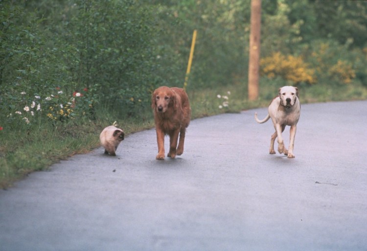 Дорога домой фильм японский