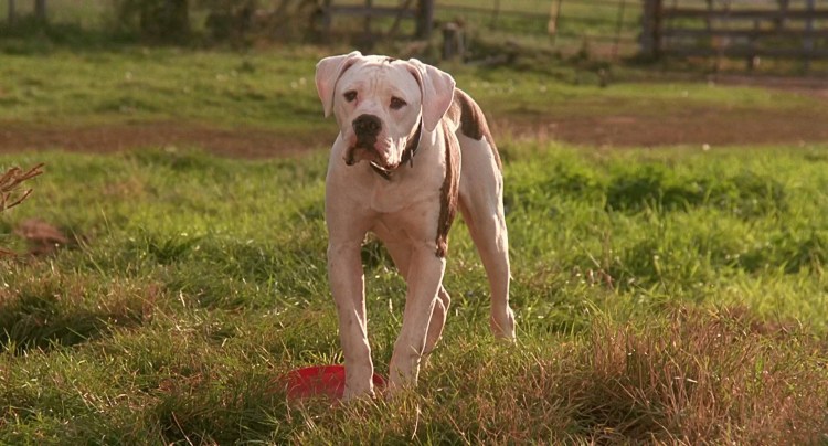 Путь домой фильм 2019 Белла