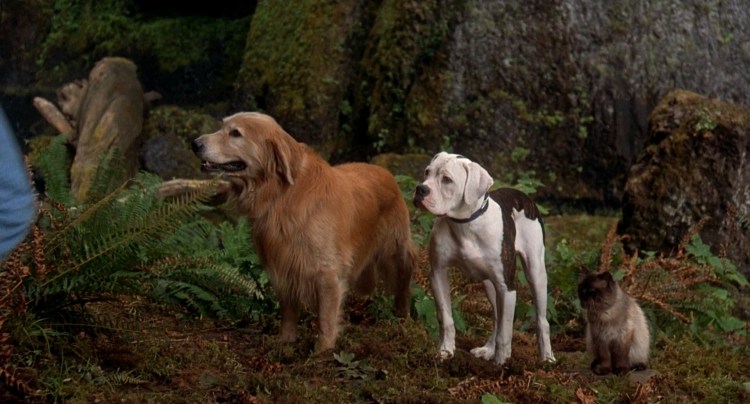 Путь домой фильм 2019