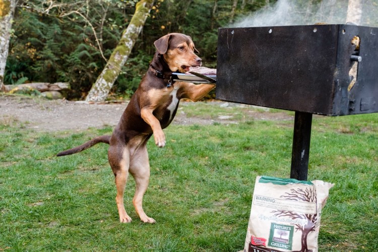 Дорога домой фильм 1993