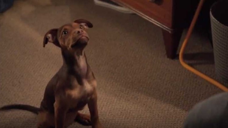 Дорога домой фильм 1993