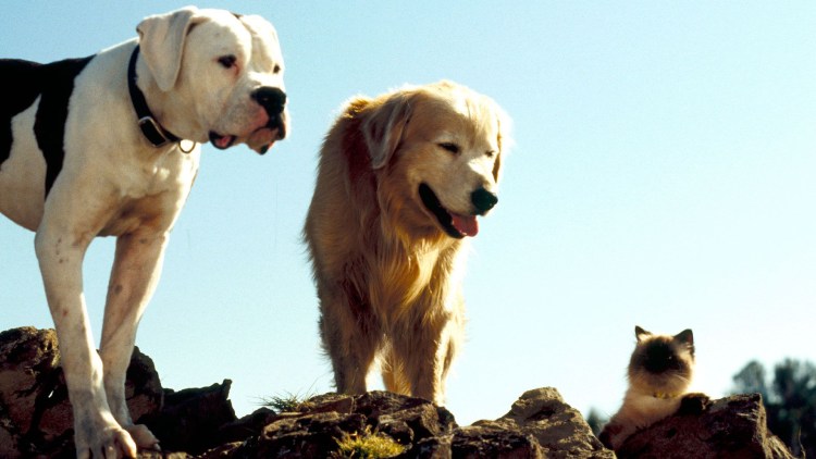 Дорога домой невероятное путешествие