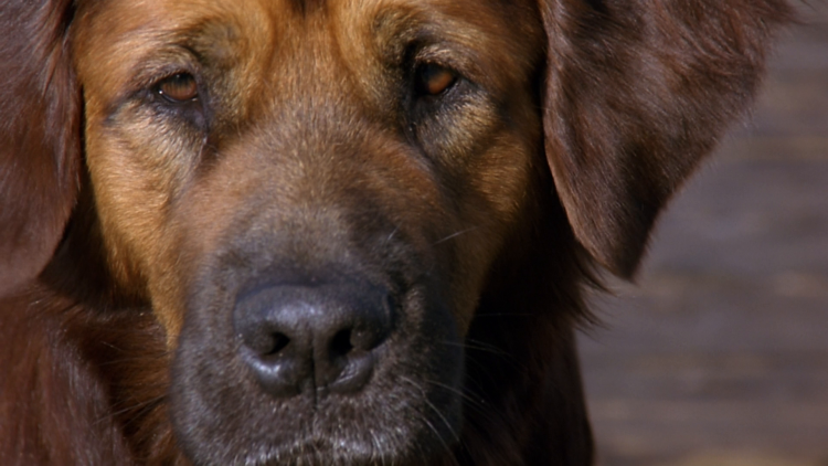 Затерянные в Сан Франциско породы собак