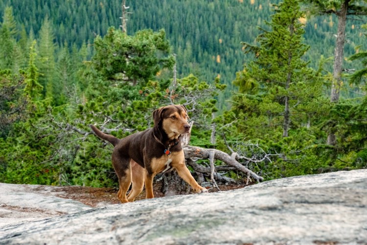 Дорога домой невероятное путешествие 1993