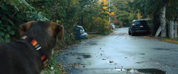 Путь домой Белла