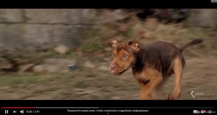 Дорога домой невероятное путешествие 1993