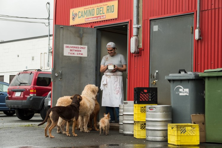 Фильм путь домой 2019 про собаку