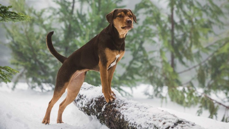 Фильм путь домой 2019 про собаку