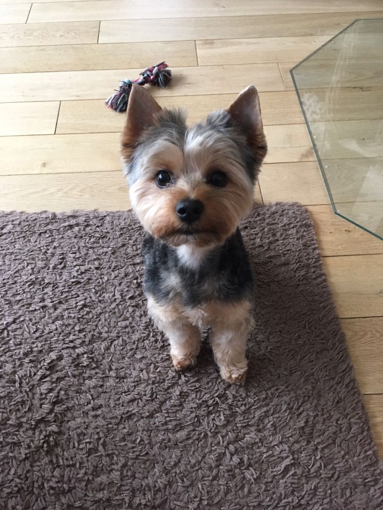 Жесткошерстный Йоркширский терьер