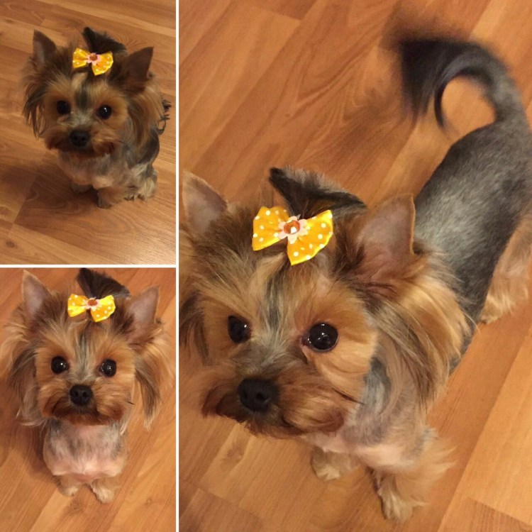 Йоркширский терьер мини стрижки