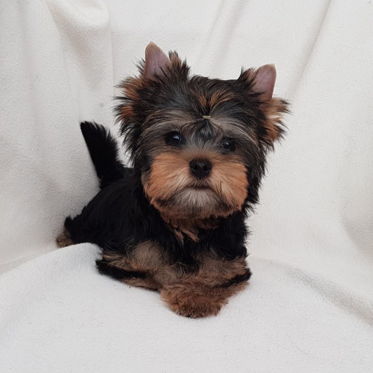 Йоркширский терьер Baby face