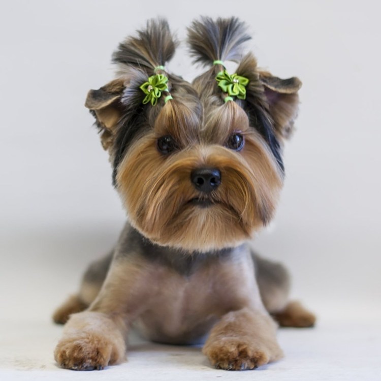 Стрижка ершский терьер мальчик