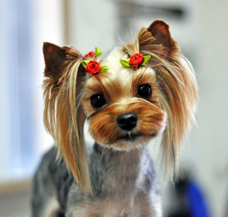 Подстрижка йоркширского терьера