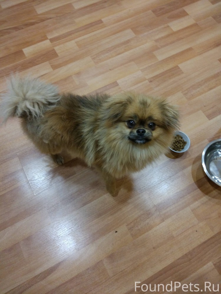 Смесь пекинеса, шпица и чихуахуа