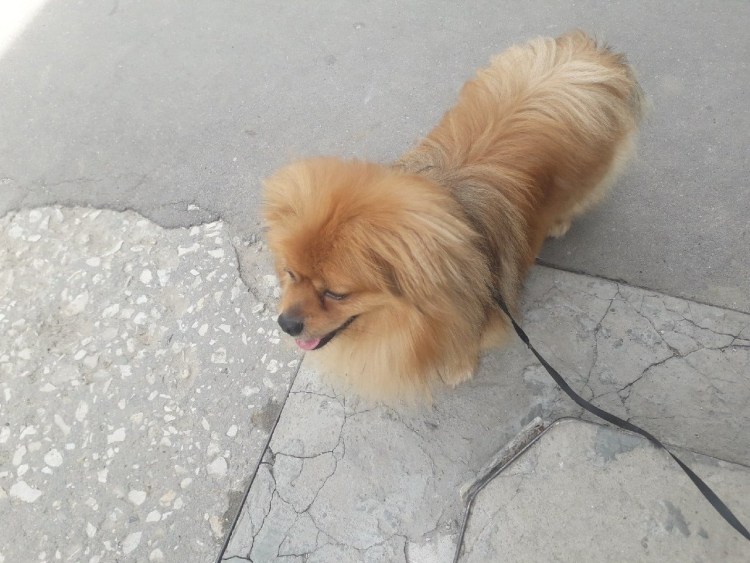 Помесь шпица и пекинеса