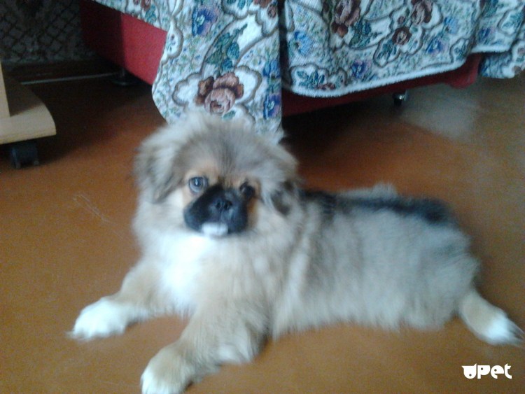 Шпиц дворняга