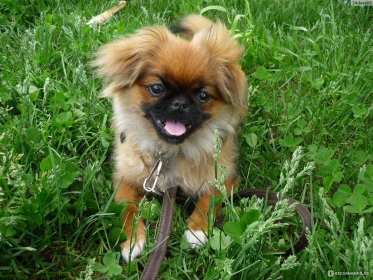 Пекинес померанец