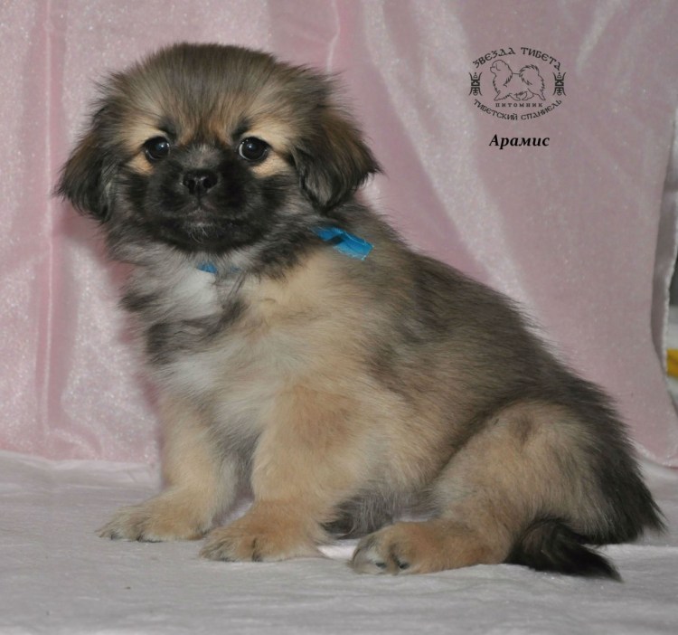 Пекинес померанец