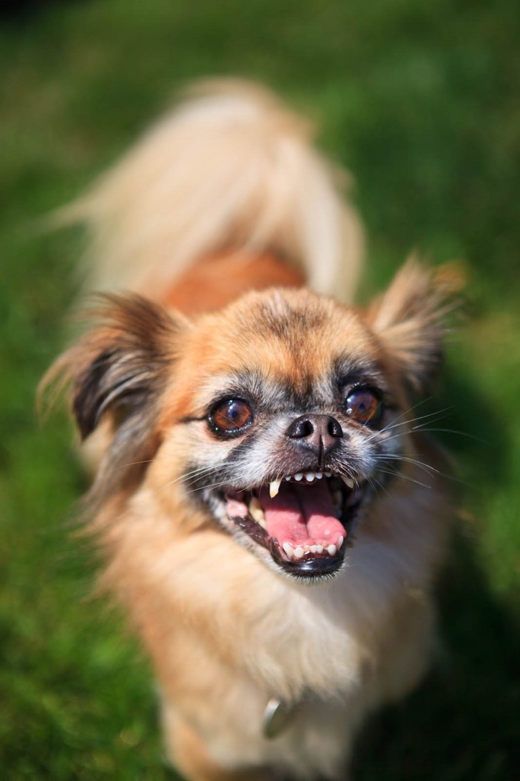 Метис пекинеса и дворняги
