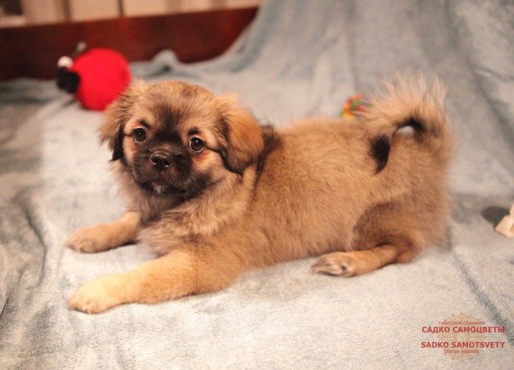 Метис пекинеса