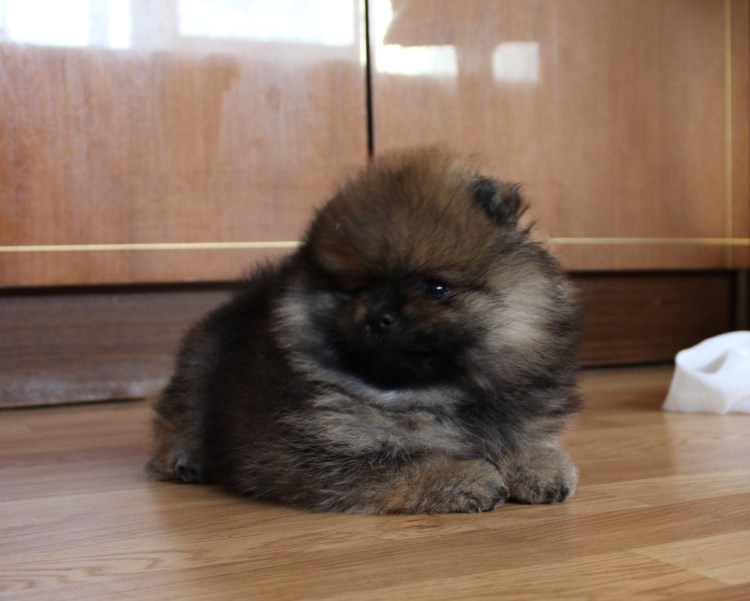 Метис пекинеса