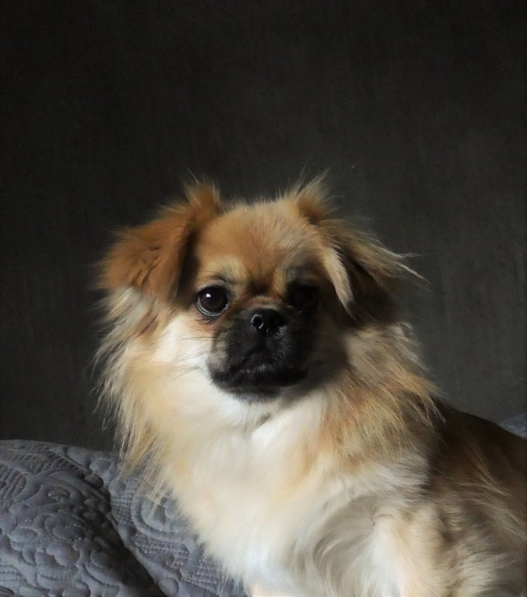 Померанский шпиц и Пекинес