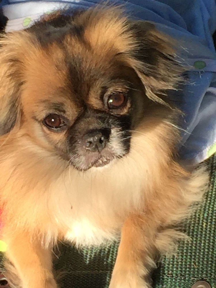 Метис чихуахуа и пекинеса