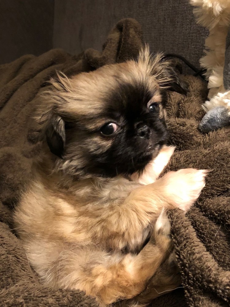 Тибетский спаниель и Пекинес метис