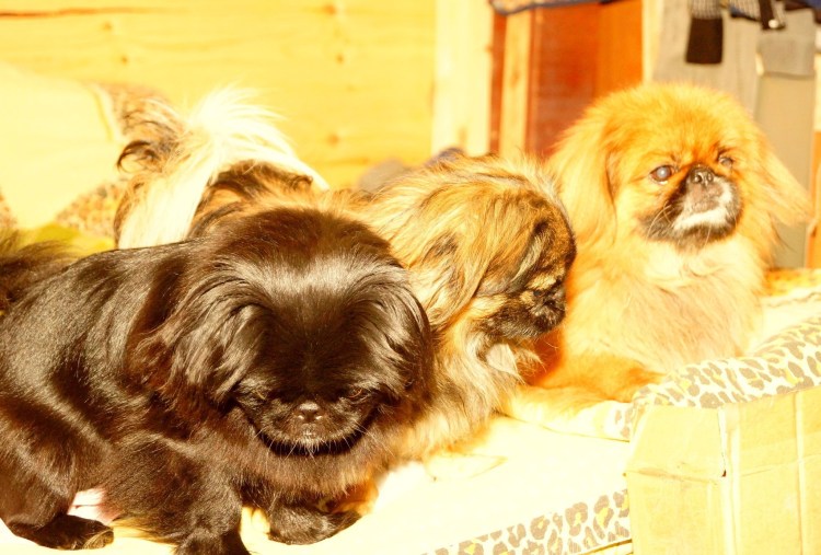 Чёрный Папильон дворняжка