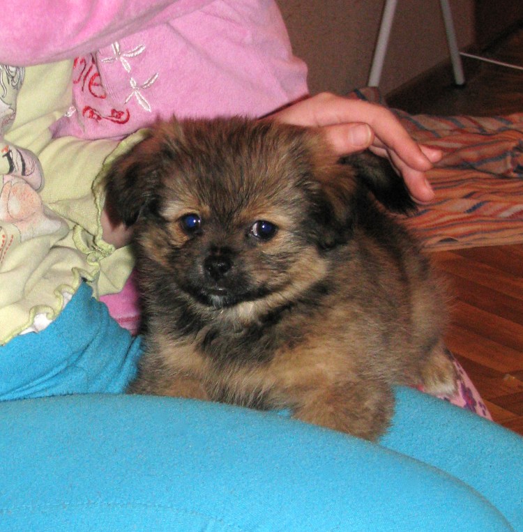 Метис пекинеса