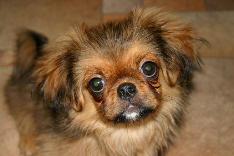 Метис пекинеса и дворняжки фото