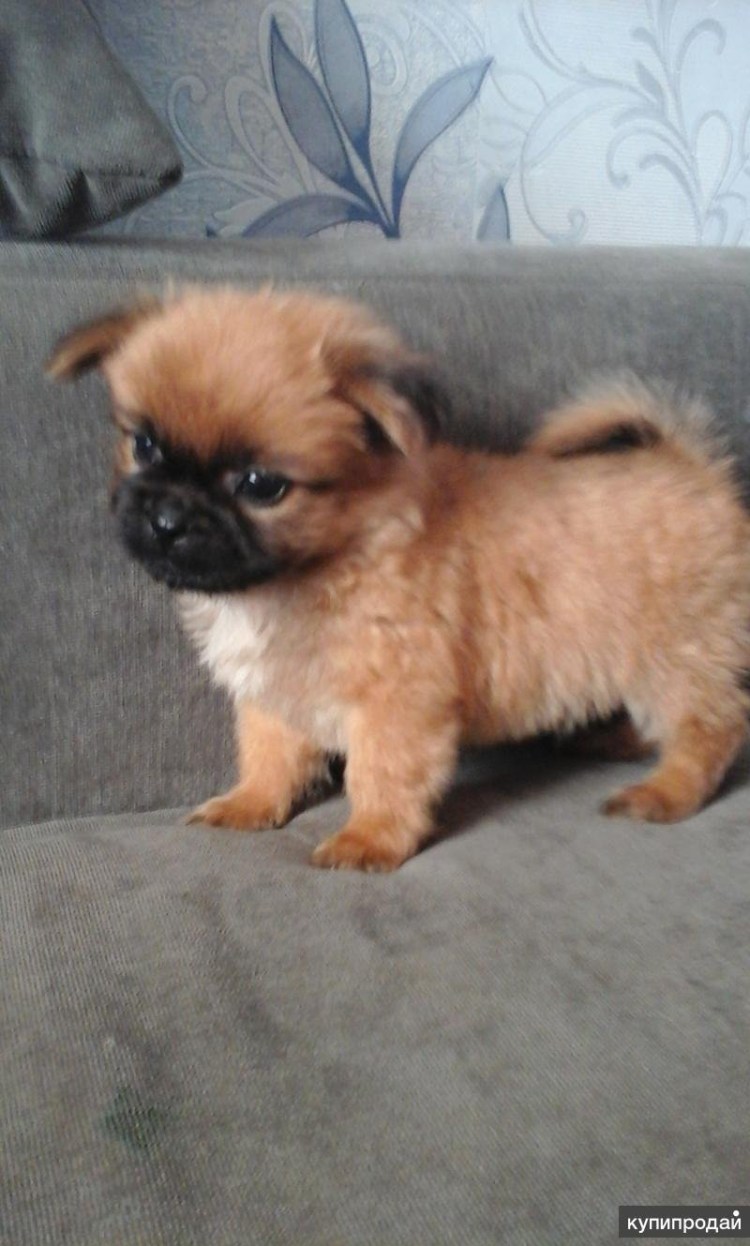 Щенок шпица и пекинеса