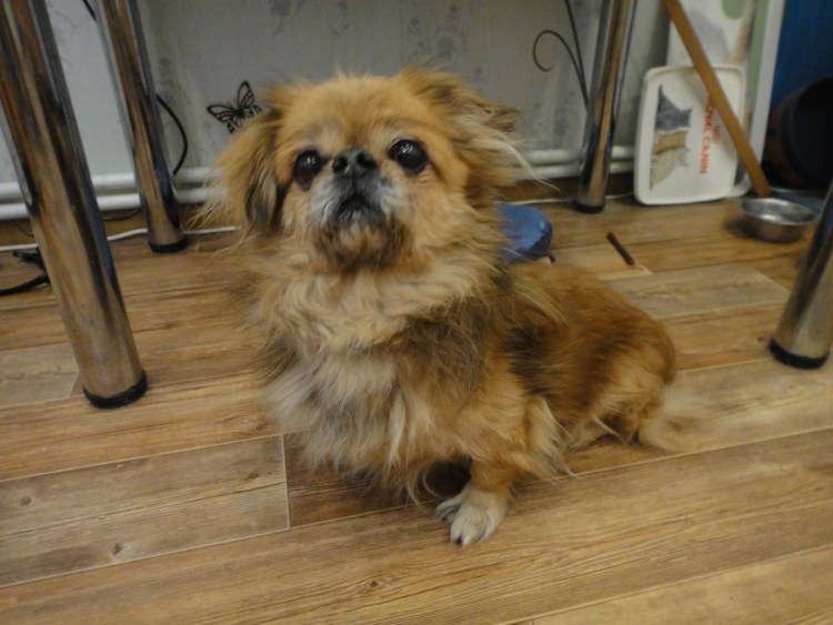 Пекинес и пинчер помесь