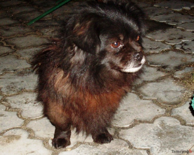 Метис пекинеса