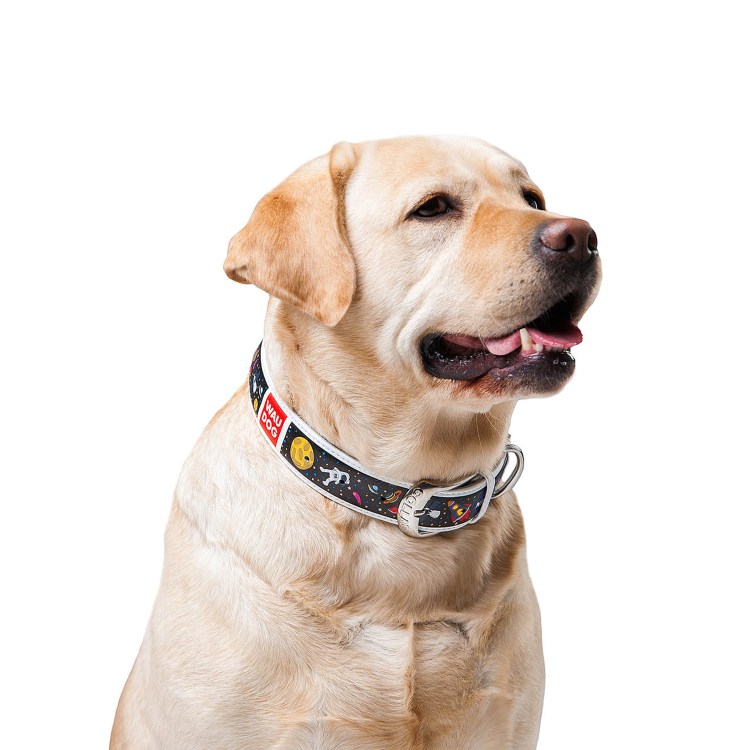 Ошейник с шипами и поводком